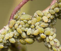Lipaphis pseudobrassicae