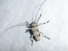 Oreodera glauca