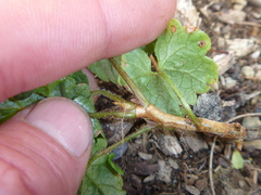 Ribes rubrum