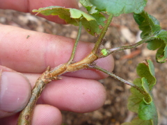 Ribes rubrum