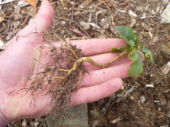 Ribes rubrum