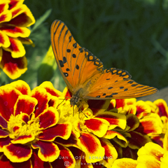 Dione vanillae maculosa