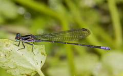 Argia selysi
