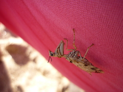 Paramantispa decorata