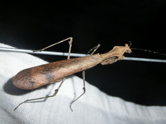 Epaphrodita musarum