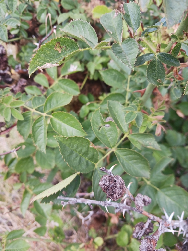 Sweetbrier from Joseph, OR 97846, USA on August 31, 2023 at 1224 PM