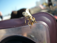 Paramantispa decorata