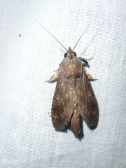 Nystalea superciliosa