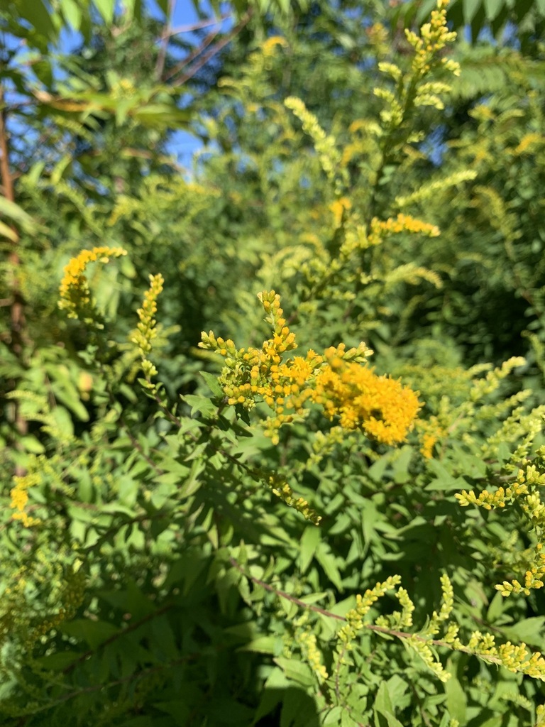 common wrinkle-leaved goldenrod from 15 Elbridge St, Worcester, MA ...