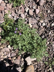 Phacelia scariosa