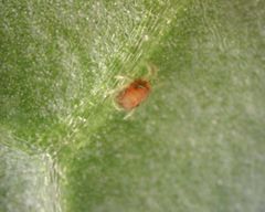 Tetranychus