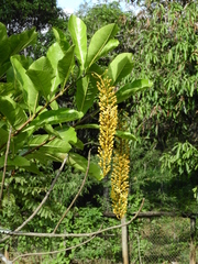 Lophanthera lactescens