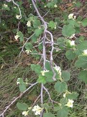 Ribes indecorum