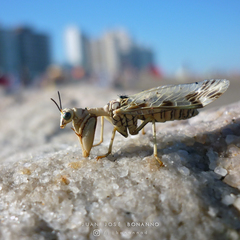 Paramantispa decorata