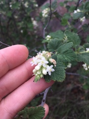 Ribes indecorum