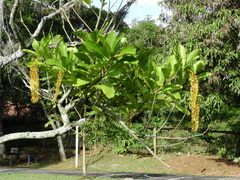 Lophanthera lactescens