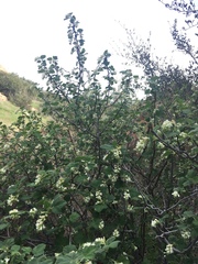 Ribes indecorum
