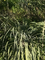 Dasylirion berlandieri