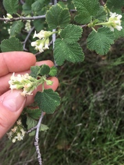 Ribes indecorum