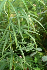 Artemisia selengensis