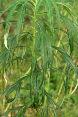 Artemisia selengensis