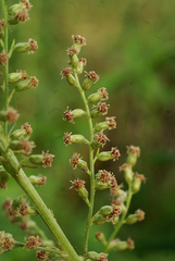 Artemisia selengensis