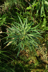 Artemisia selengensis