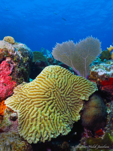 Foto de Coral laberinto (Meandrina meandrites)