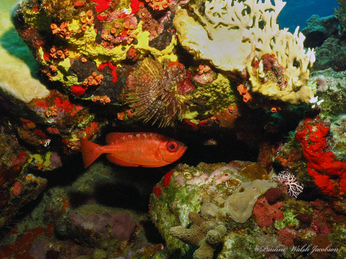 Balarton (Heteropriacanthus cruentatus) — Priacanthidae — 2