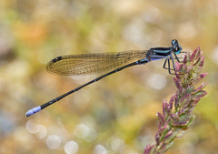 Argia selysi
