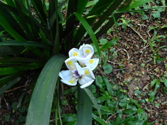 Dietes