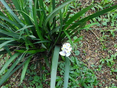 Dietes