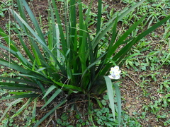 Dietes