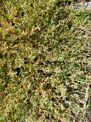 Suaeda novae-zelandiae