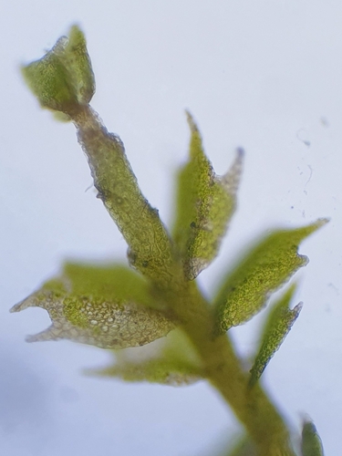 Petty Featherwort (Plagiochila exigua)