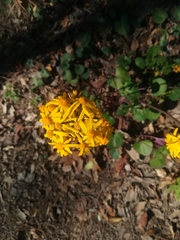 Packera coahuilensis