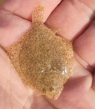 Turbot