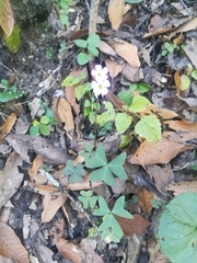 Oxalis violacea