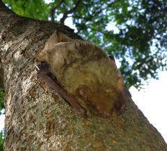 Lasiurus intermedius