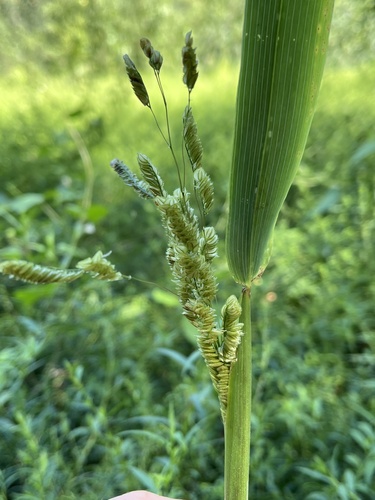 catchfly grass (Leersia lenticularis)