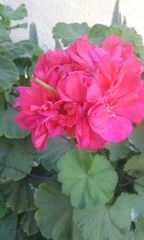 Pelargonium × hybridum