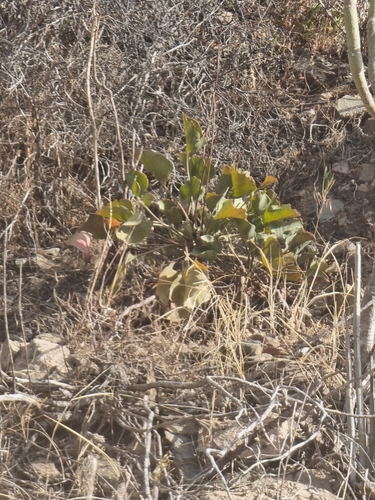 Limonium preauxii, photograph 1