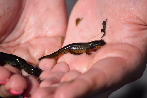 Notophthalmus meridionalis