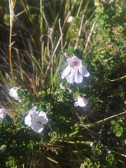 Prostanthera cuneata