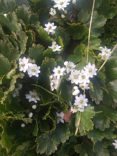 Genus Dichosciadium · iNaturalist United Kingdom