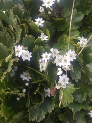 Dichosciadium ranunculaceum