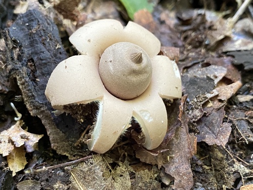 Geastrum morganii
