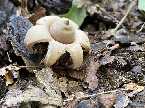 Geastrum morganii (Photo 2 of 2)