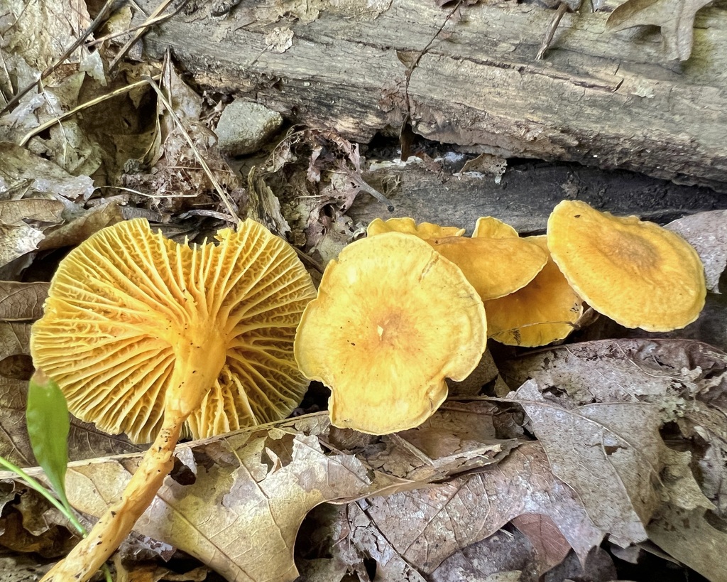 Appalachian Chanterelle from Edgeworth, PA, USA on August 27, 2023 at