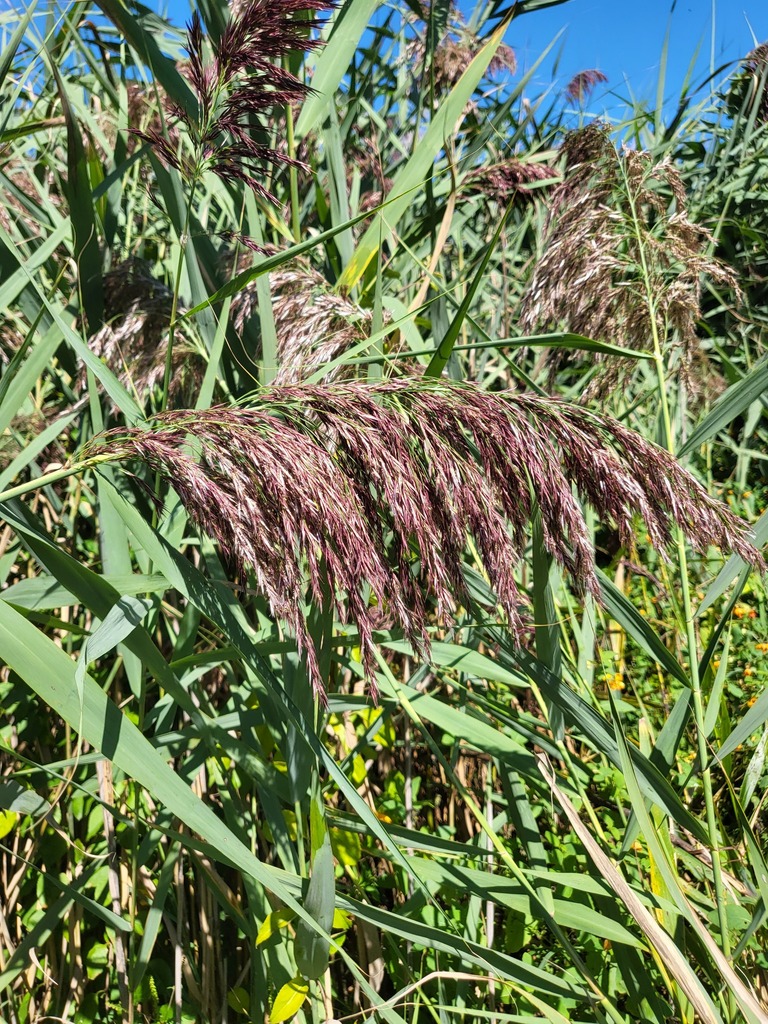 common reed from 100 Institute Rd, Worcester, MA 01609 on August 31 ...
